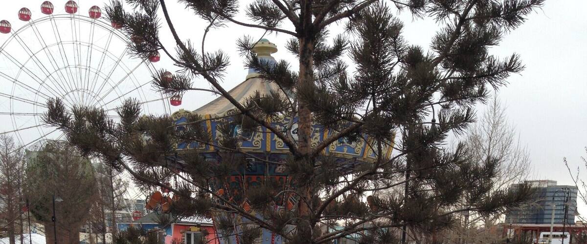 How to water a tree in Ulaanbaatar - break up the blocks of ice and leave around the base of the tree. Now wait until Spring!