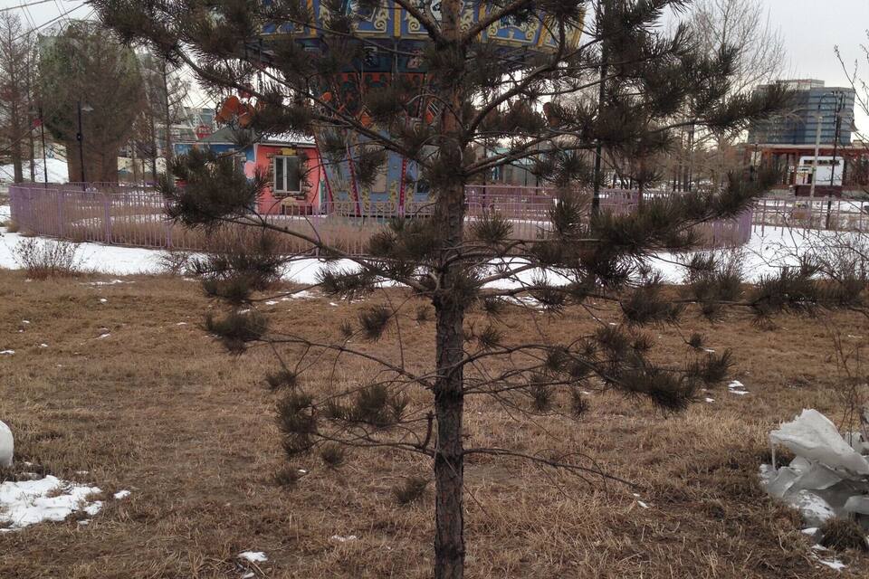 Un árbol de hoja perenne con nieve en la base, una noria y un edificio colorido al fondo.