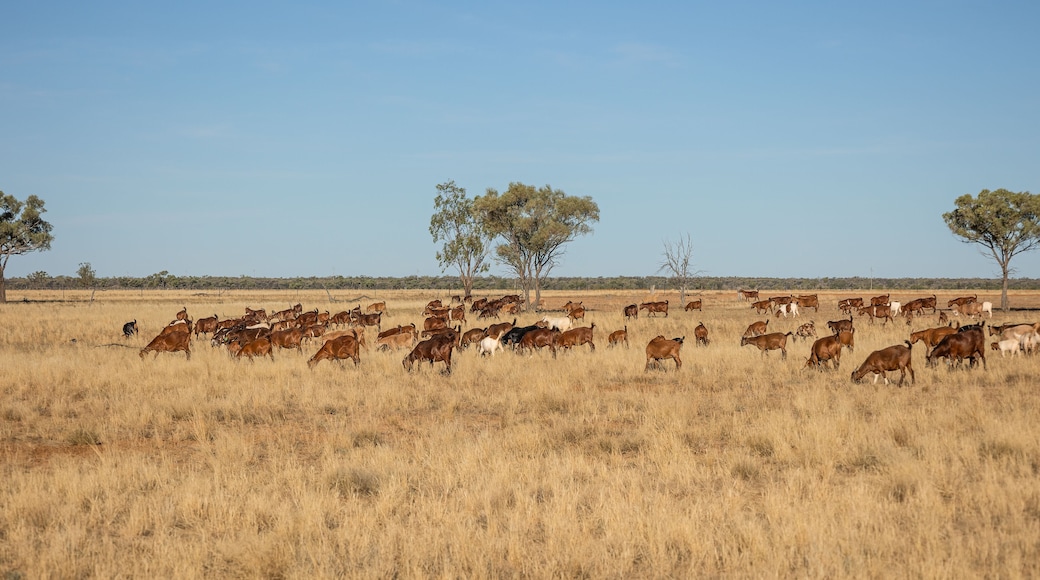 A herd of goats in dry grass lands in outback country in Australia