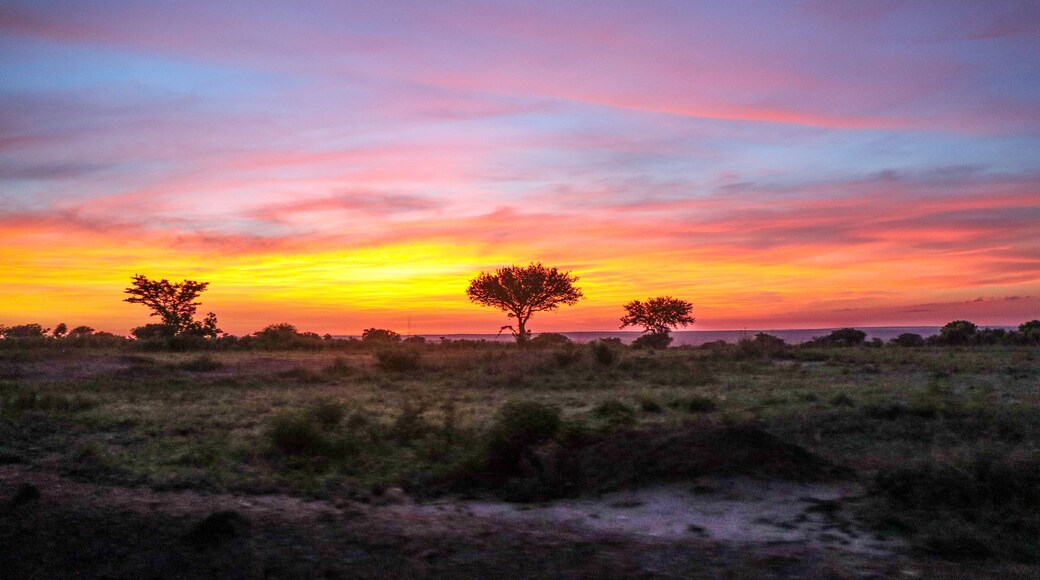 ๋
ธ๋ ๋ฆฌ์ ผ