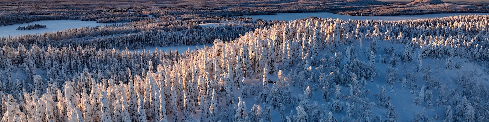 Un extenso bosque de árboles cubiertos de nieve bajo un cielo despejado.