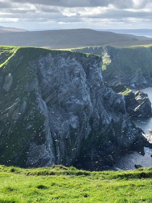 A panoply of gannets.