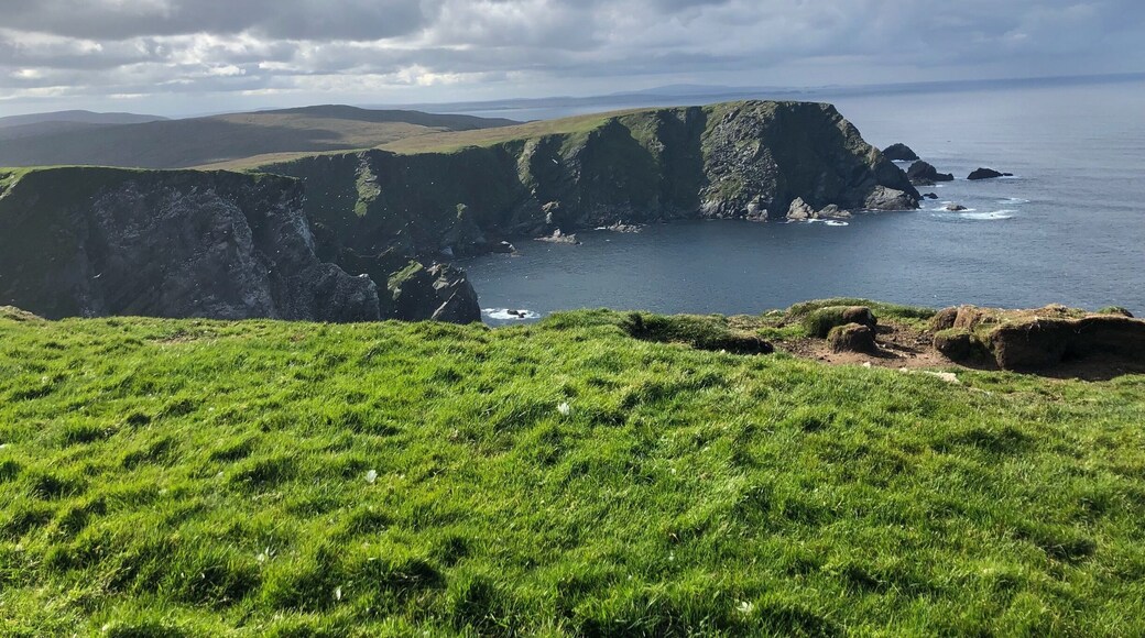 View towards cliffs with roosting gannets.