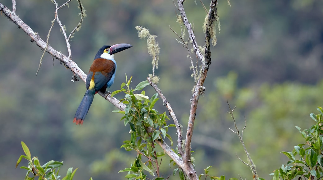 Toucan resting peacefully on a branch