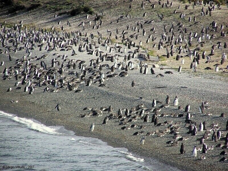 A large colony of penguins on a rocky beach.