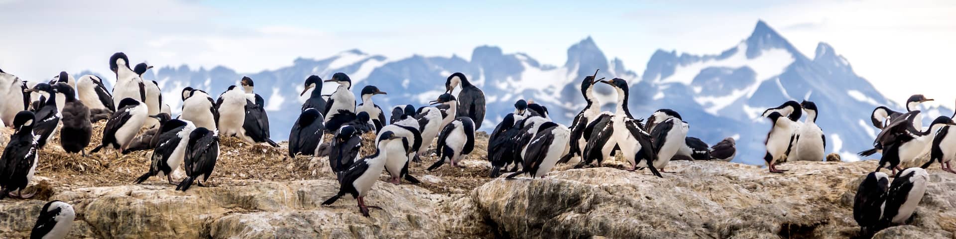 Cormorants - sea birds in Beagle Channel, Ushuaia, Argentina