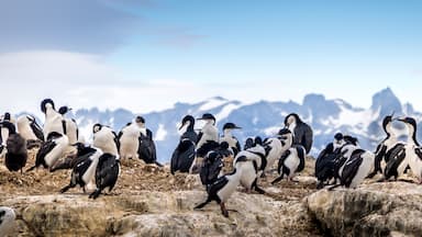 Un grupo de pingüinos sobre terreno rocoso con montañas al fondo.