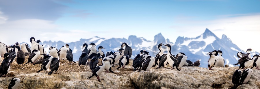 Cormorants - sea birds in Beagle Channel, Ushuaia, Argentina
