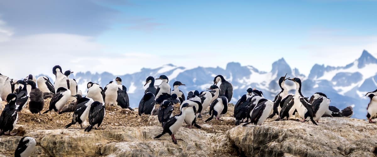 Cormorants - sea birds in Beagle Channel, Ushuaia, Argentina