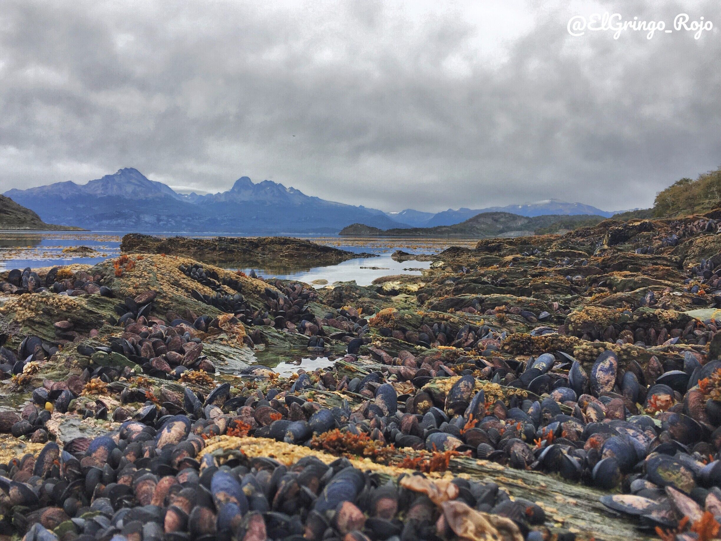 The ocean tide revealed beautiful purple clams covering every rock. The contrast with the orange plants was an amazing sight.

#TakeAHike
#Ushuaia
#Patagonia