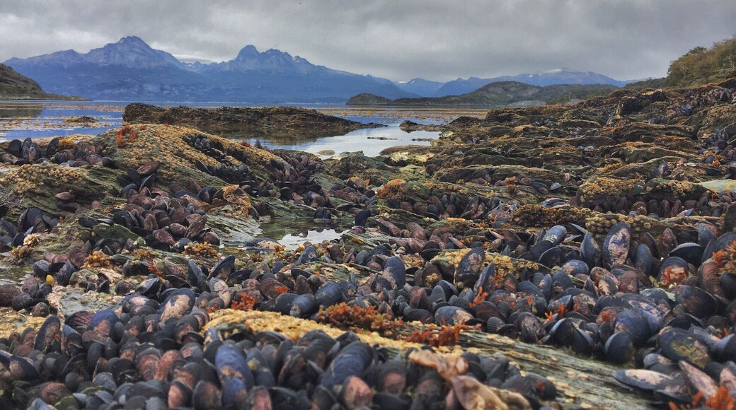The ocean tide revealed beautiful purple clams covering every rock. The contrast with the orange plants was an amazing sight.
#TakeAHike
#Ushuaia
#Patagonia