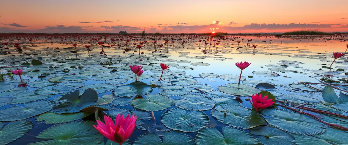 The sea of red lotus, Lake Nong Harn, Udon Thani, Thailand