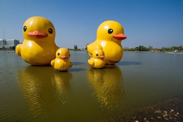 Three large yellow rubber ducks floating on water with a clear blue sky and buildings in the background.
