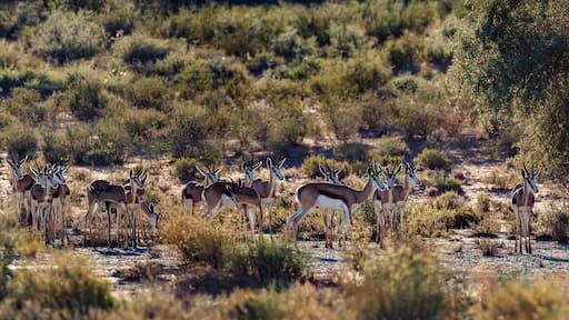 Springbok herd standing in backlit in Kgalagari transfrontier park, South Africa ; specie Antidorcas marsupialis family of Bovidae