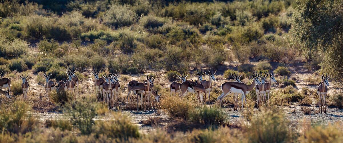 A herd of antelopes grazing in a dry, bushy landscape.