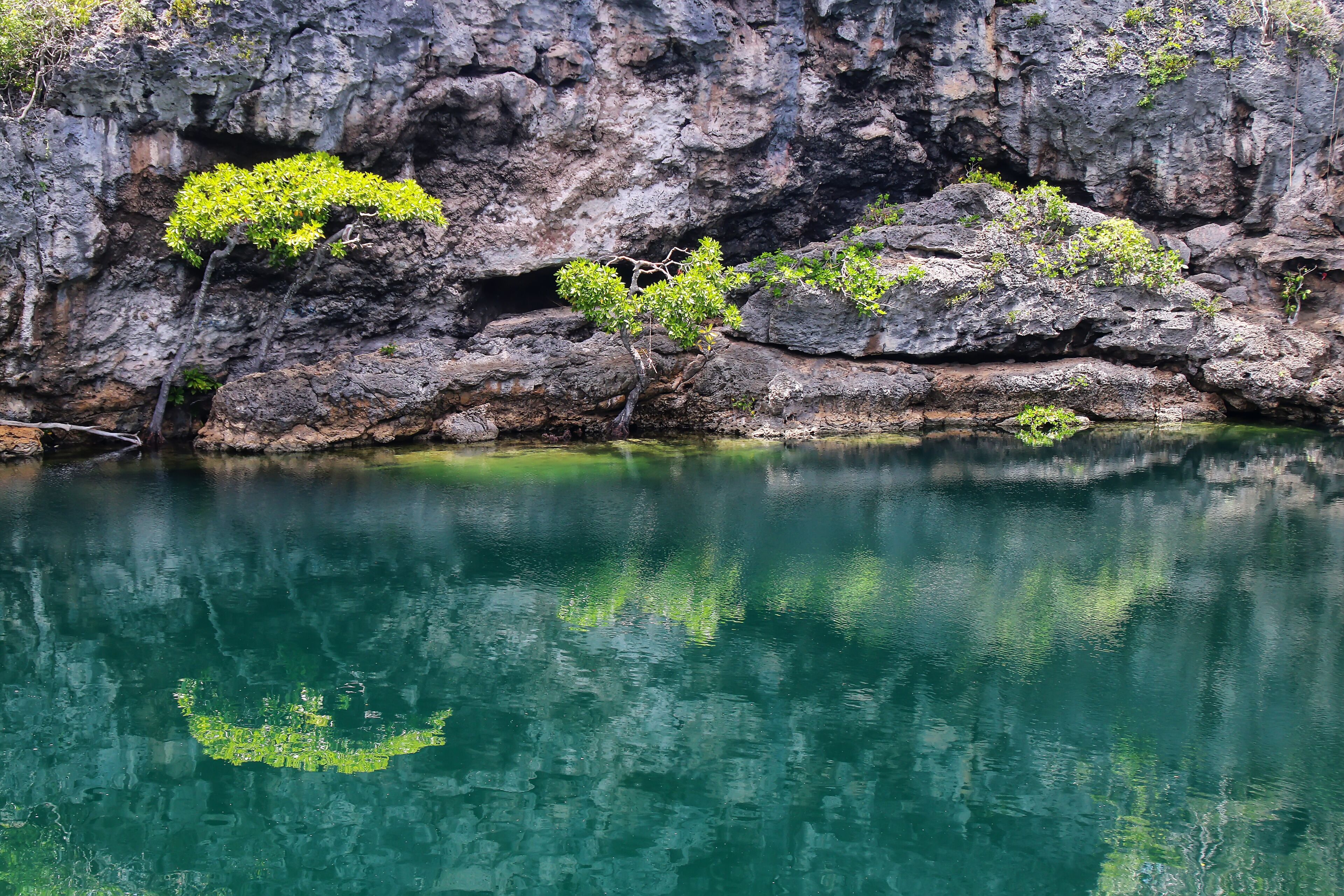 Limestone cliff with trees in Turtles Hole on Ouvea Island, Loyalty Islands, New Caledonia