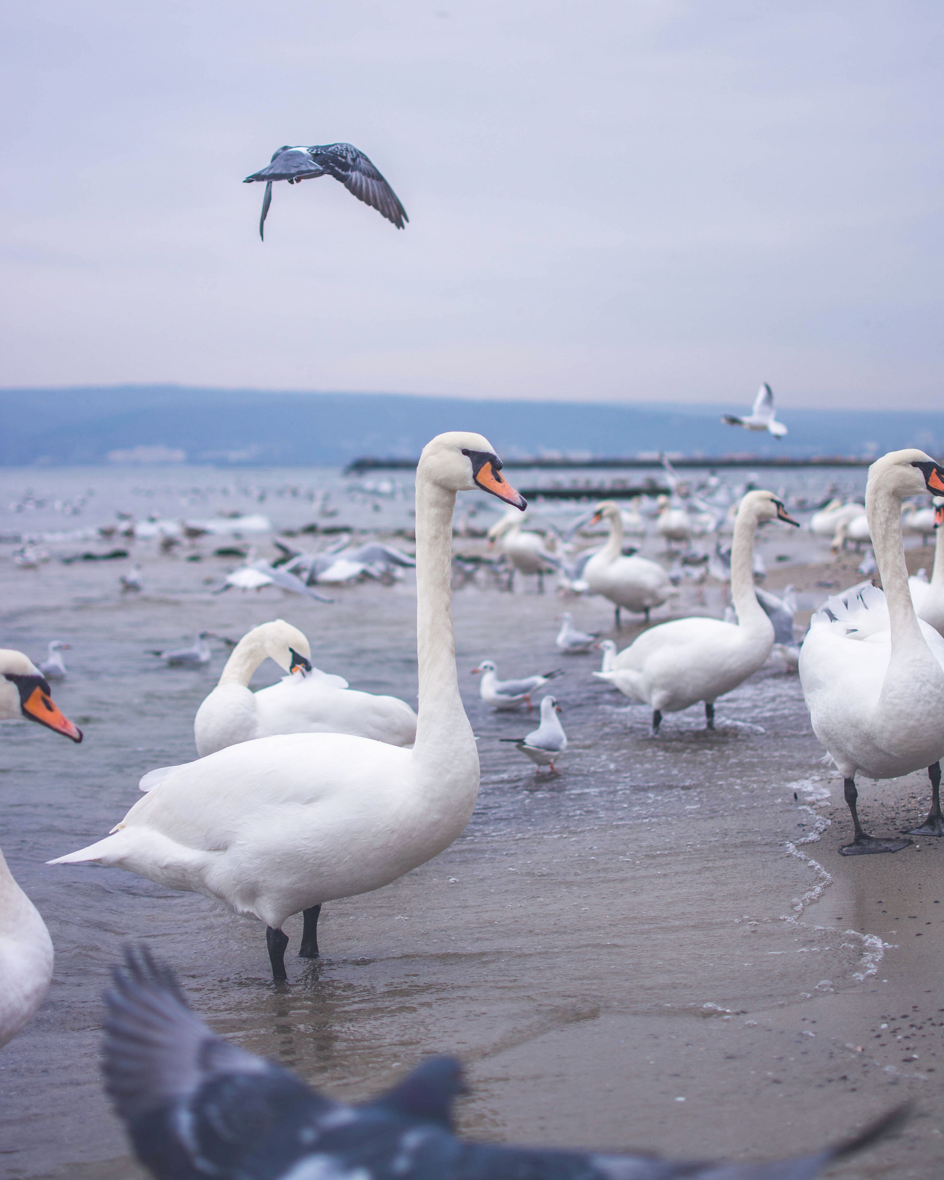 Remember the fairy tale about "The Ugly Duckling"? I love these beautiful creatures!