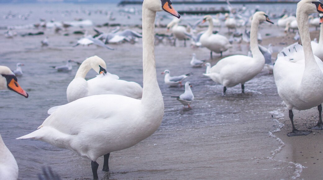 Remember the fairy tale about "The Ugly Duckling"? I love these beautiful creatures!