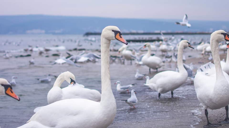Remember the fairy tale about "The Ugly Duckling"? I love these beautiful creatures!