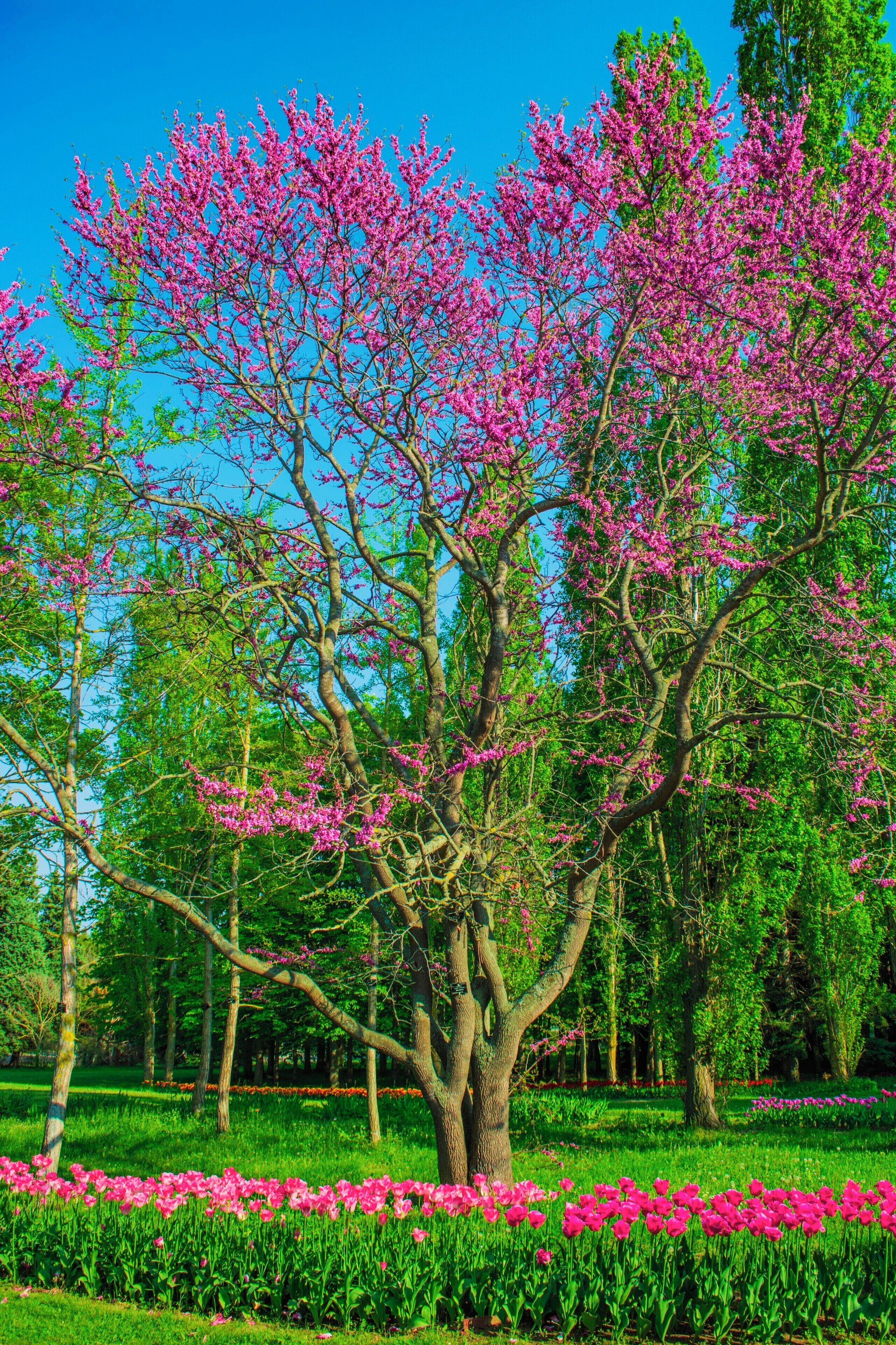 Beautiful flowers and trees growing here.