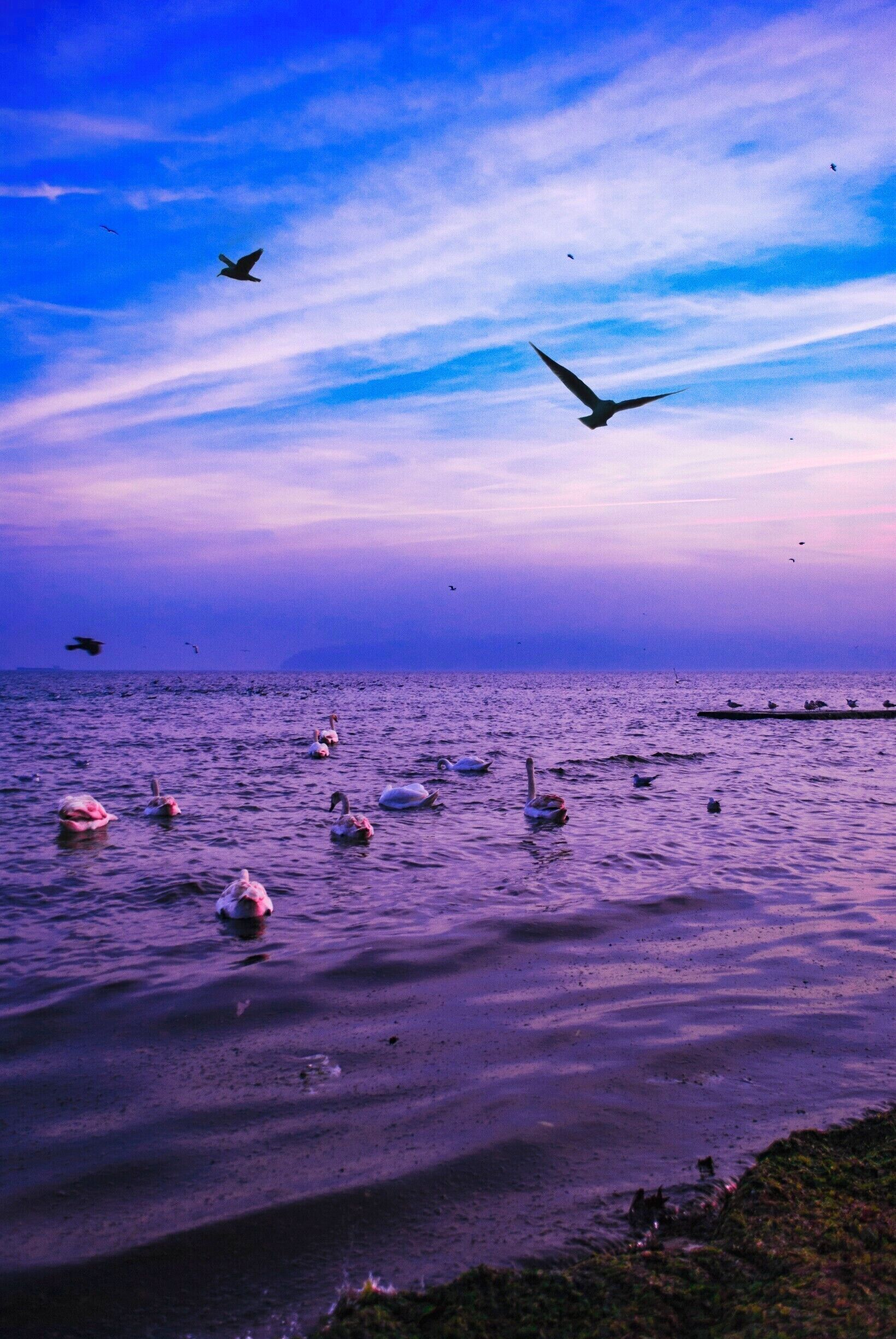 Birds observing the sunset.
 #Hometown