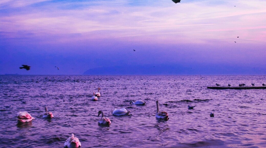 Birds observing the sunset.
#Hometown