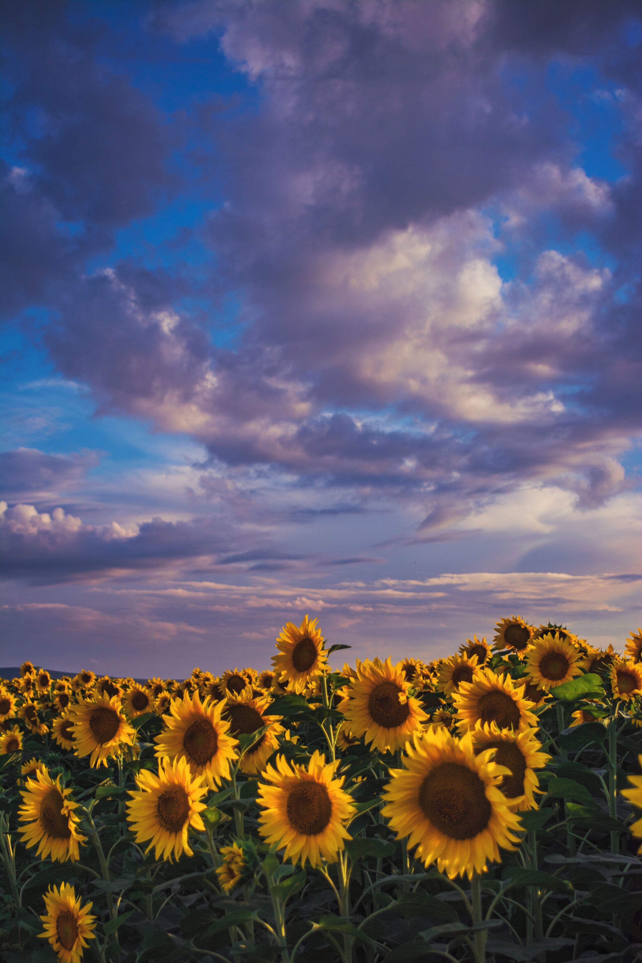 May I grow so tall and bright,
so free and wild,
so brave and vibrant
that when you see me standing
you think I am sunflower. 🌻