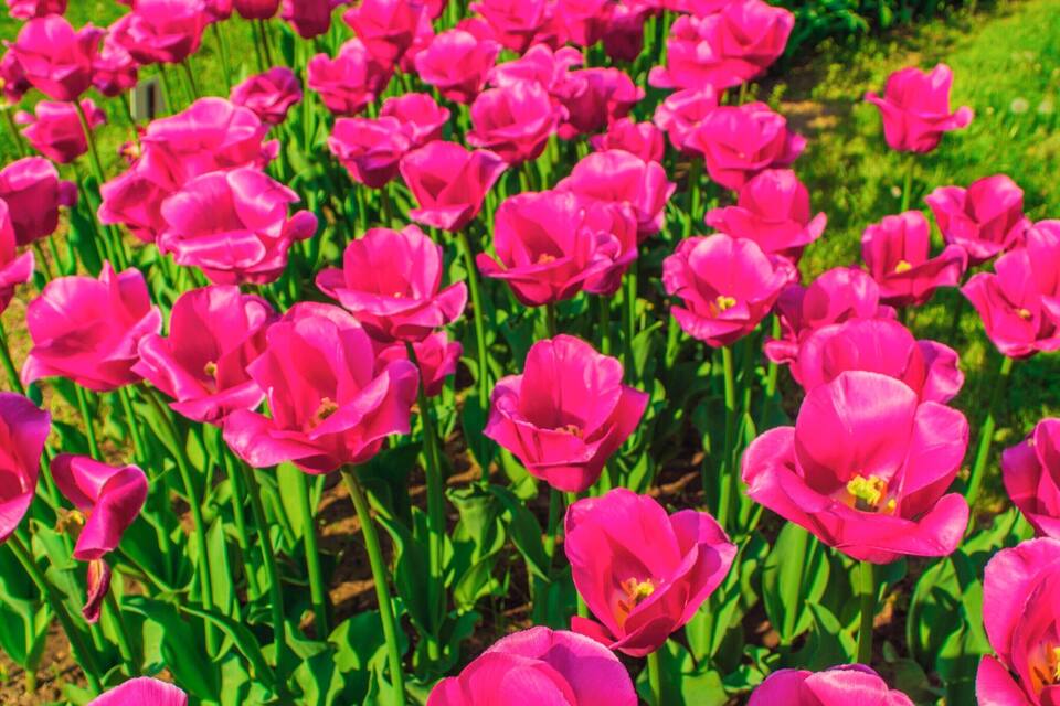 Een veld vol felroze tulpen in volle bloei.