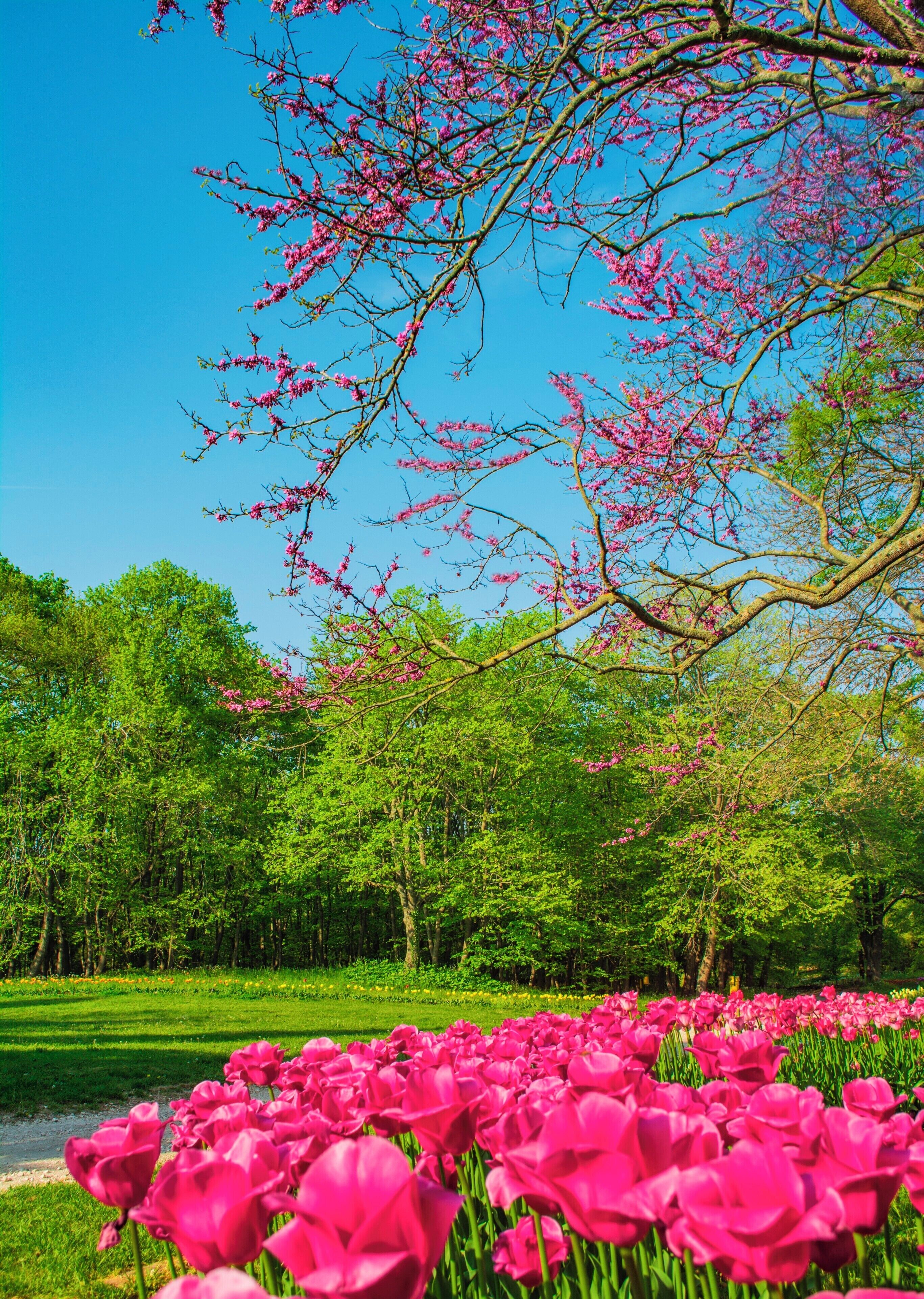 Earth laughs in flowers.