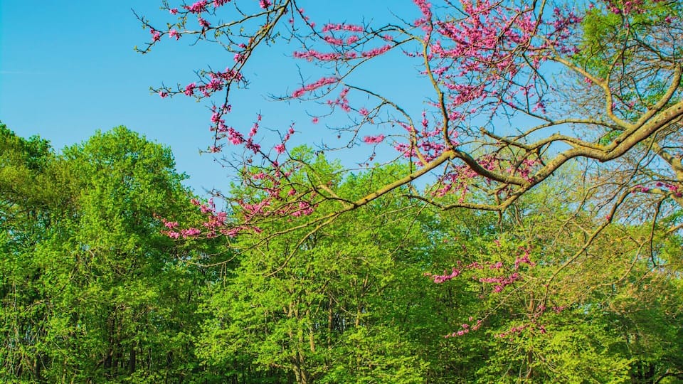 Earth laughs in flowers.