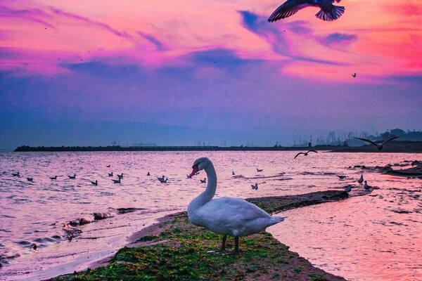 Ein Schwan auf einem Steg vor einem Sonnenuntergangshimmel.