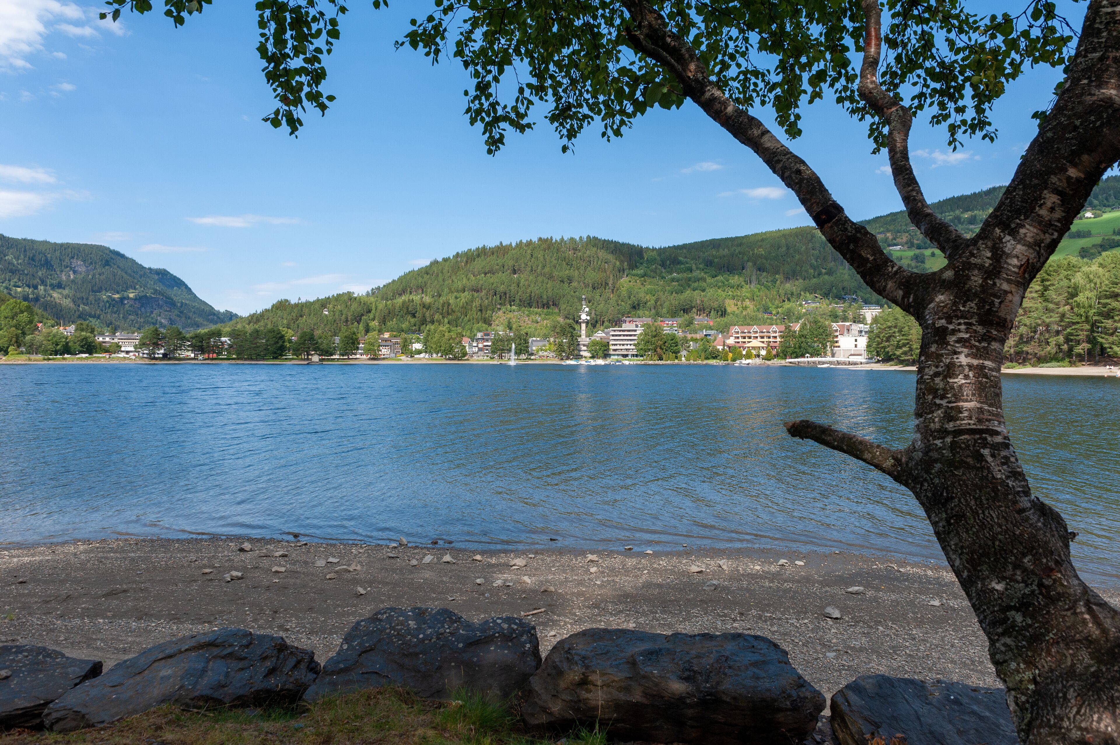 Pine tree by the lake in Fagernes Norway