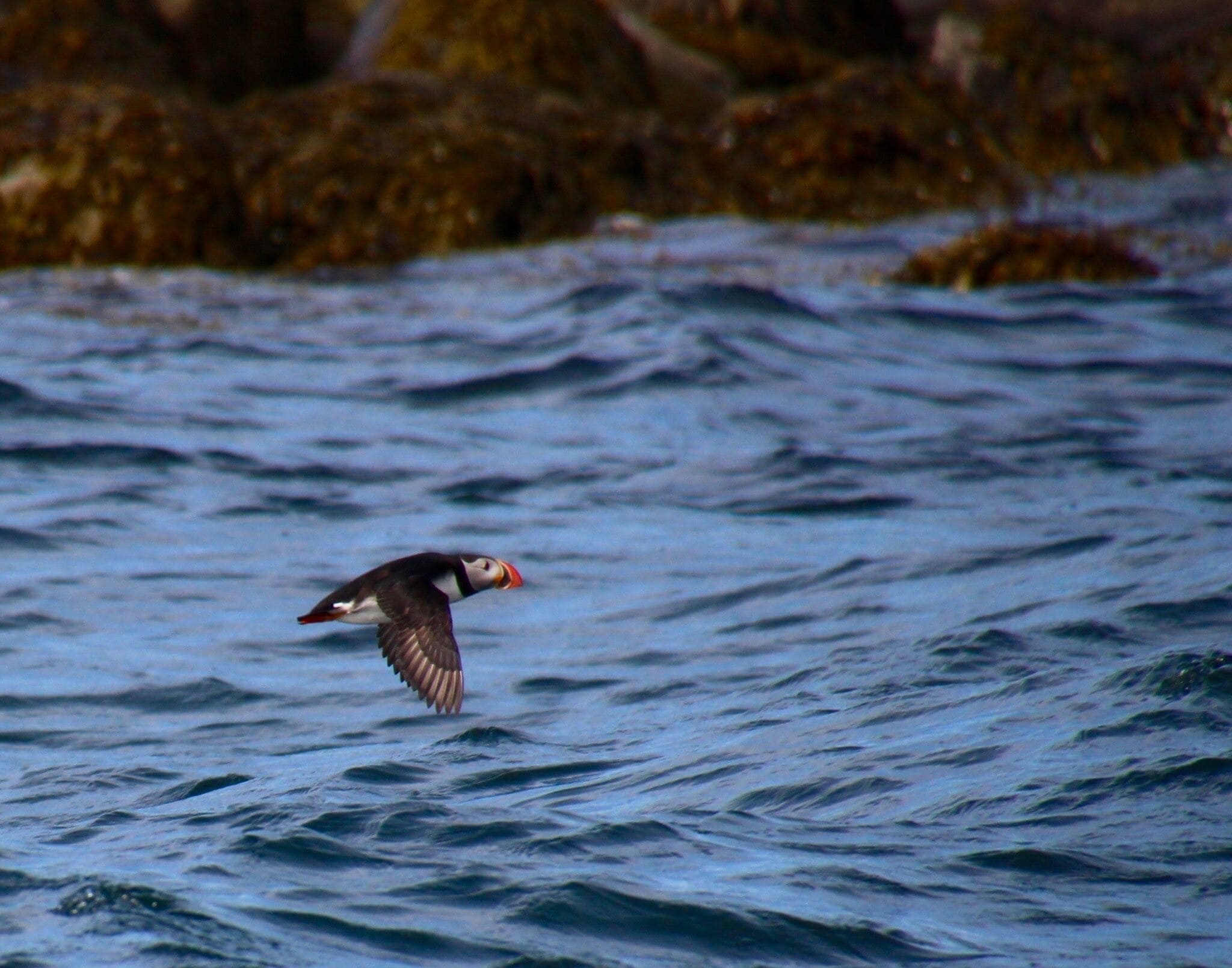 A puffin flying over the ocean.