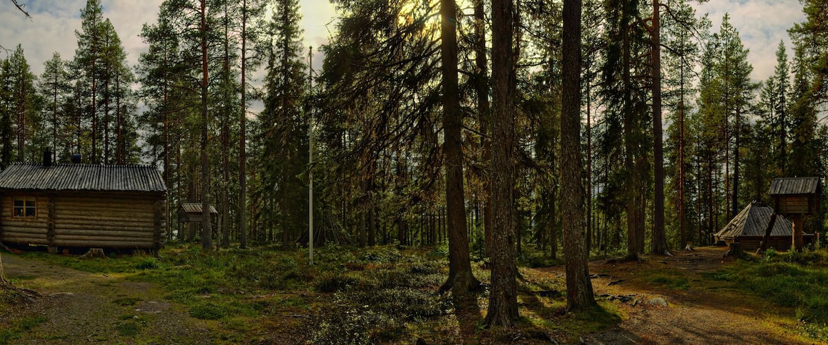 A forest with two log cabins and a dirt path.