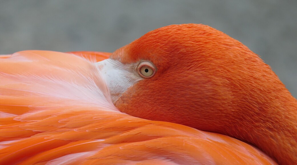 Tiergarten Schönbrunn, Vienna
American Flamingo
#nature