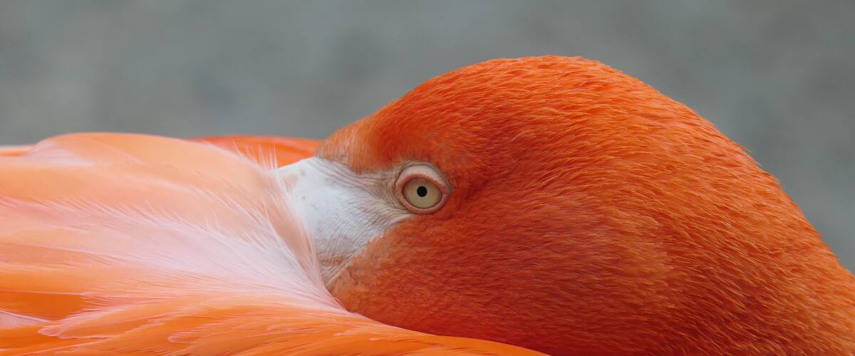 Tiergarten Schönbrunn, Vienna 
American Flamingo 
#nature