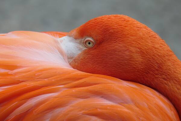 Detailaufnahme der orangefarbenen Federn und des weißen Kopfes eines Flamingos.