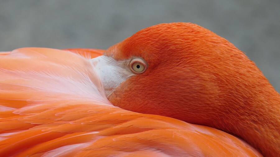 Tiergarten Schönbrunn, Vienna
American Flamingo
#nature