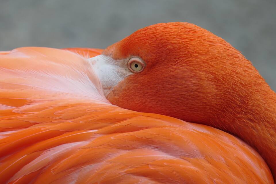 A close-up of a flamingo's orange feathers and white head.