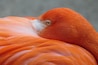 Detailaufnahme der orangefarbenen Federn und des weißen Kopfes eines Flamingos.