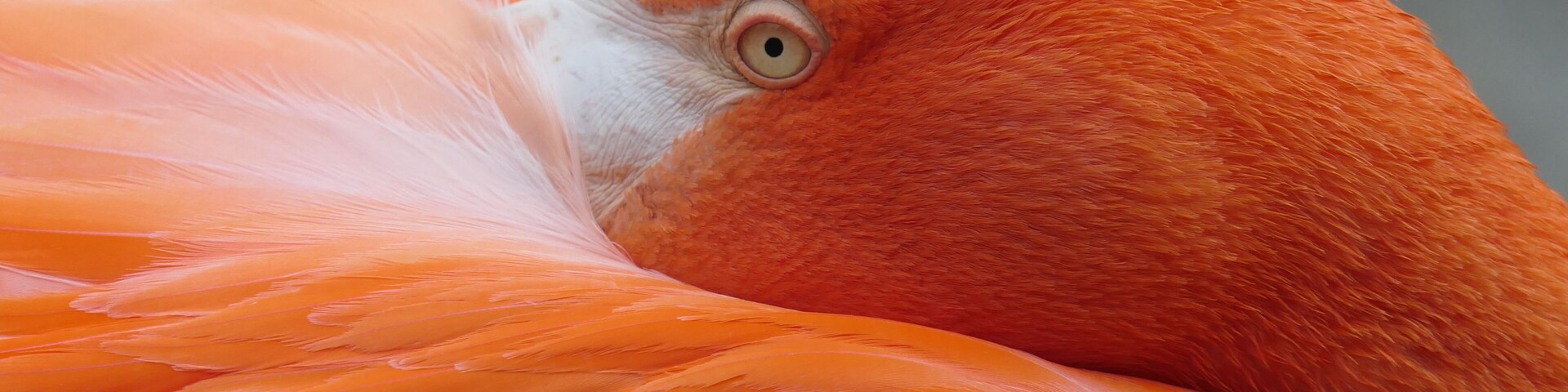 Tiergarten Schönbrunn, Vienna 
American Flamingo 
#nature