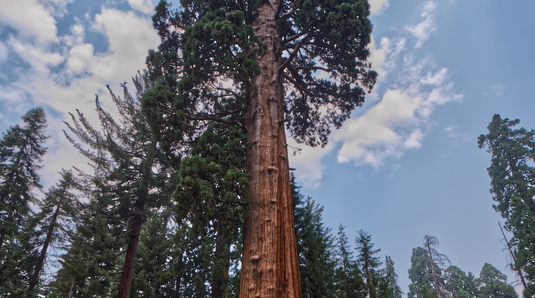 Low angle shot of giant sequoia trees under blue bright sky in Sequoia National Park