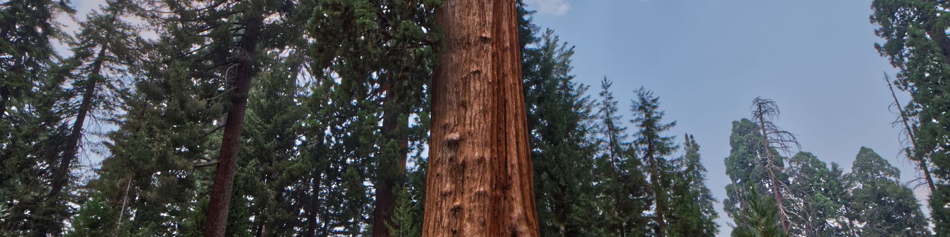 Low angle shot of giant sequoia trees under blue bright sky in Sequoia National Park