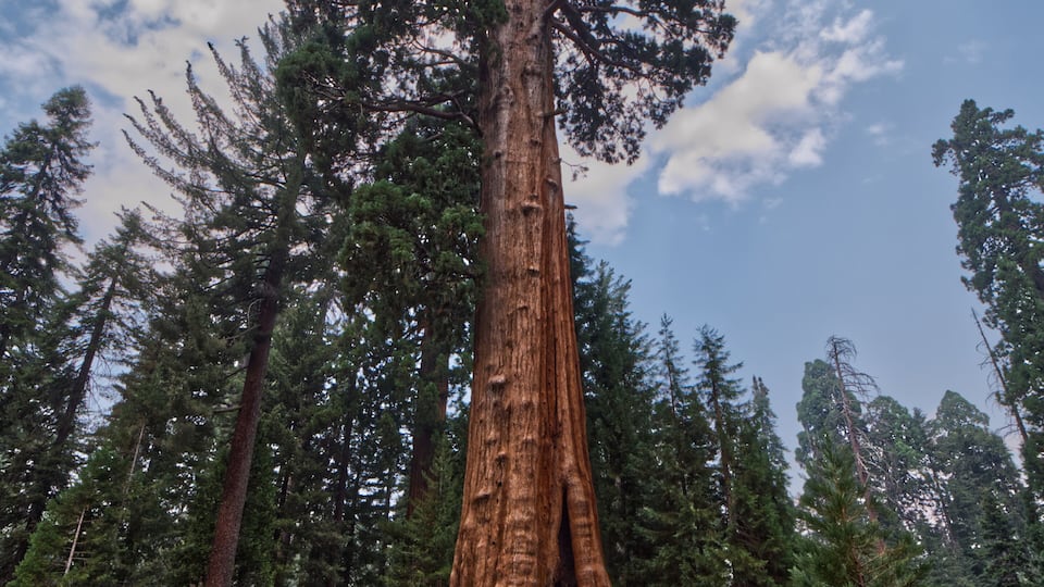 A tall redwood tree surrounded by a forest.