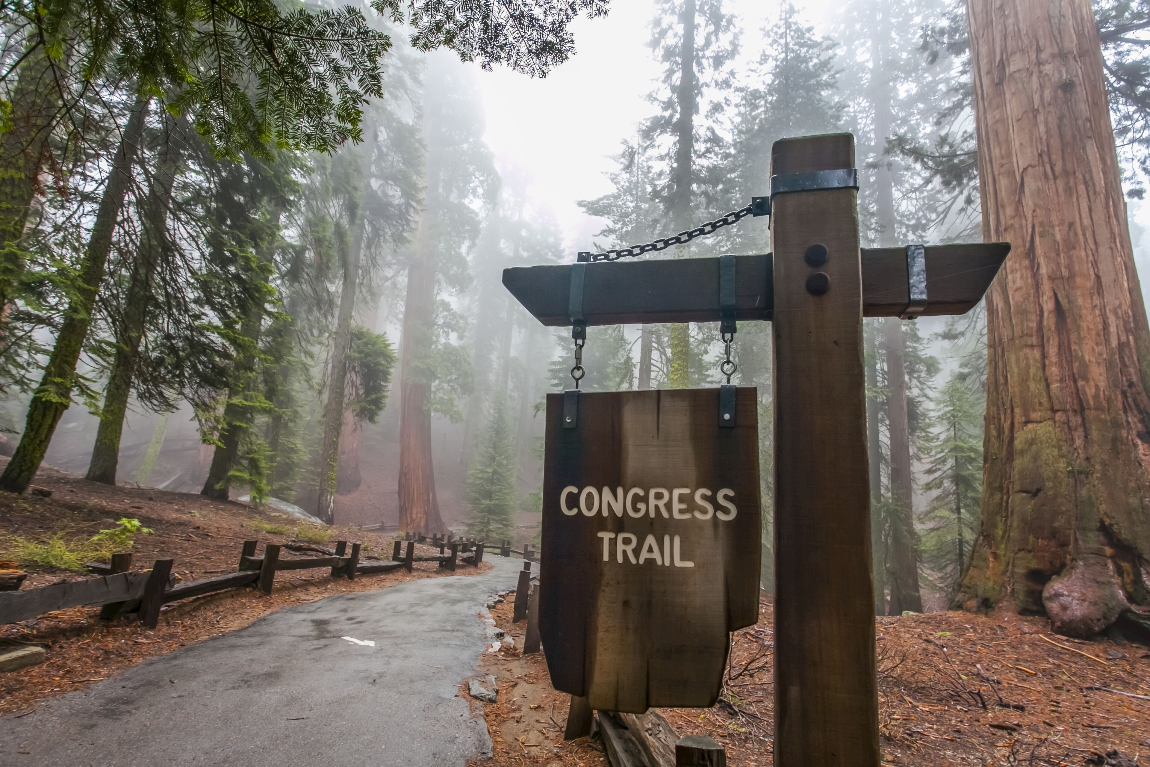 Congress Trail toward General Sherman, Sequoia National Park; Visalia, California, United States of America
