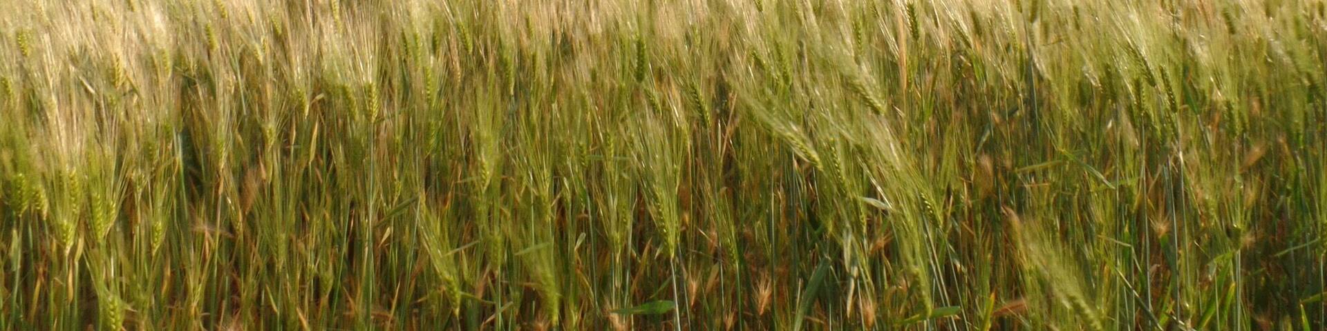 There isn't much more to central California than farms and sky, but I suppose beauty can be found in the simplest of places 🌱☁️