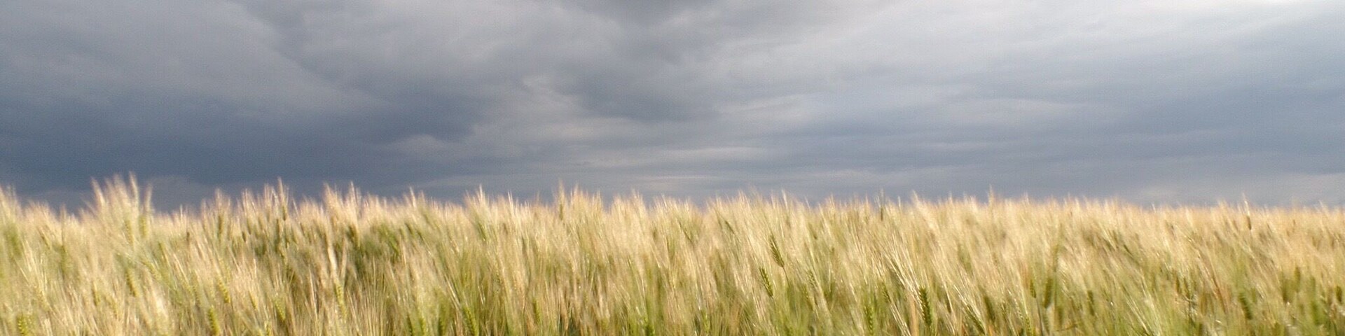A field of wheat under a cloudy sky.