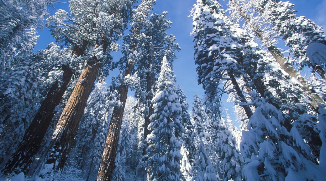 Redwoods Covered in Snow, Sequoia National Park, California
