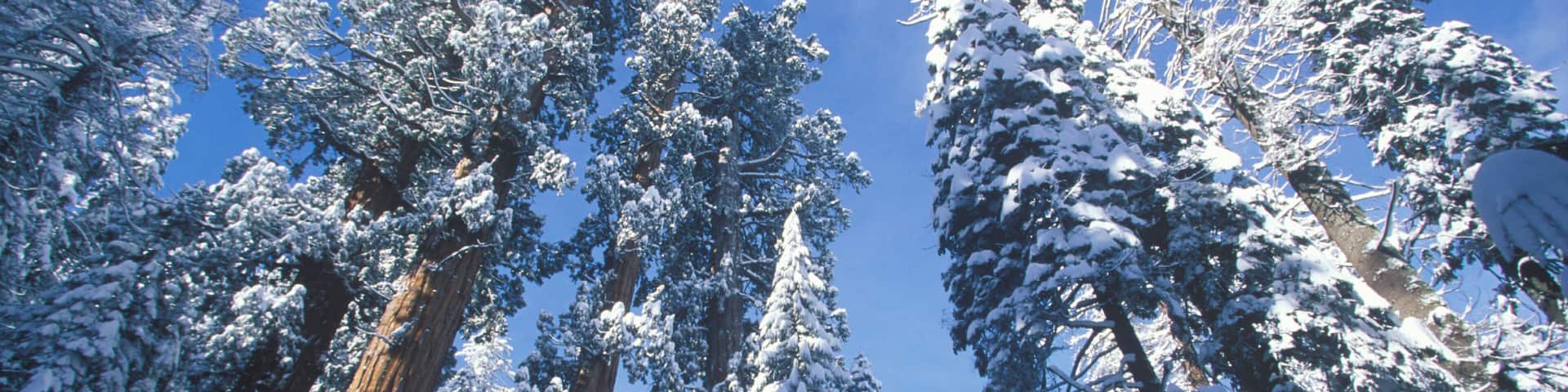 Redwoods Covered in Snow, Sequoia National Park, California