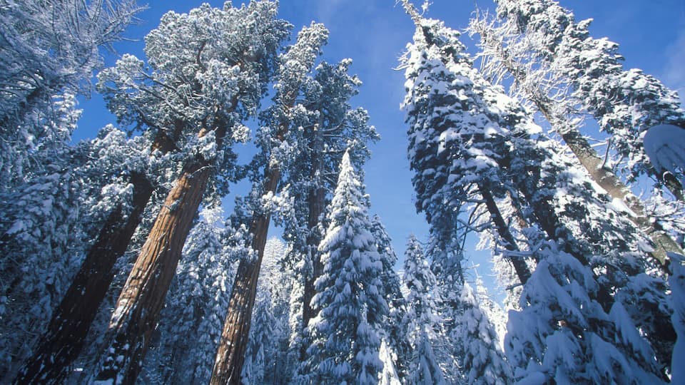 Tall evergreen trees covered in snow against a clear blue sky.